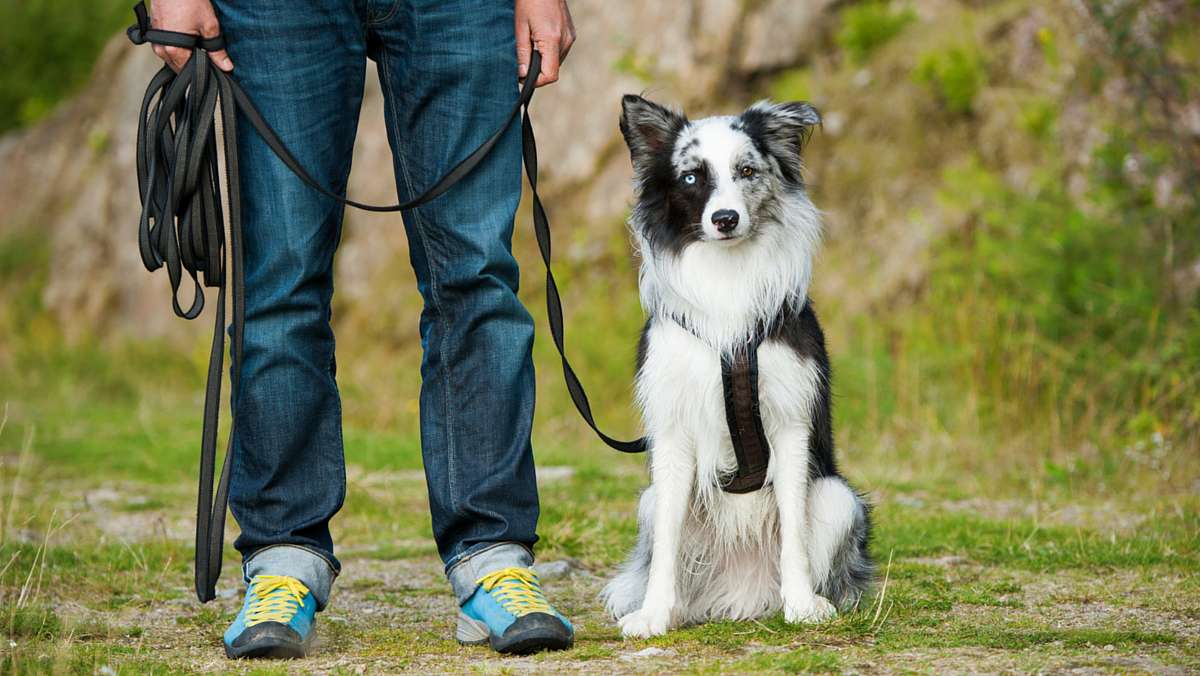 Sherman Oaks Professional In Home Dog Training near Los Angeles CA